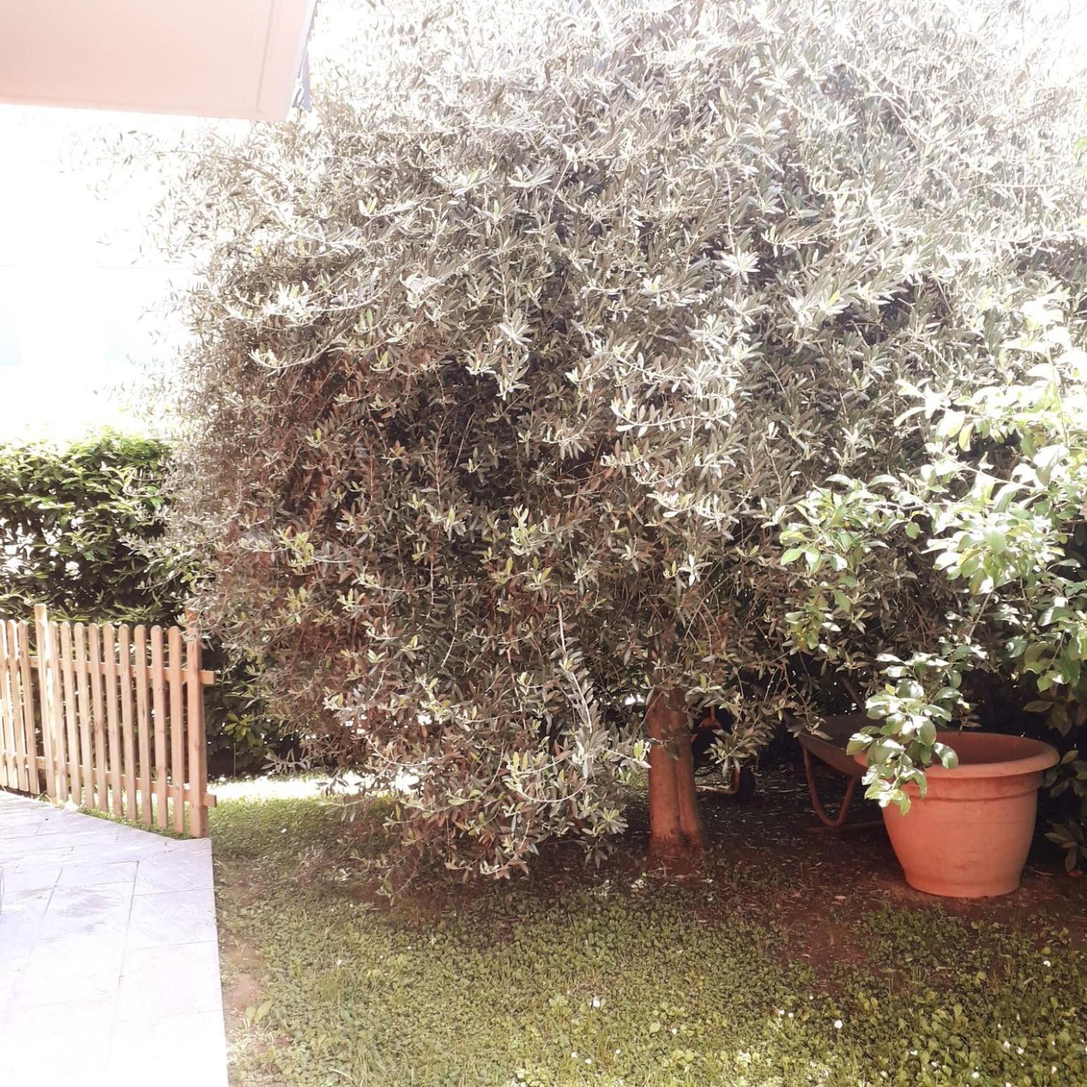 Beb Ulivo Bed & Breakfast Santa Giuletta Bagian luar foto